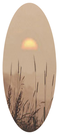 Harvest Sunrise Bronze